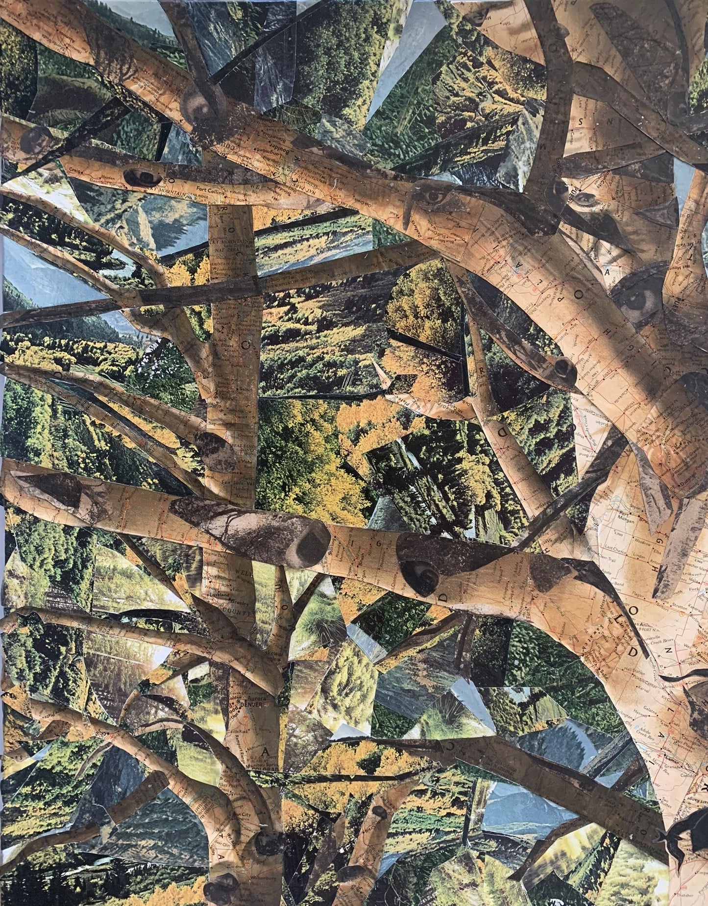 "Mueller's Aspens" - Colorado's Canopy with a Twist (PRINTS COMING SOON)