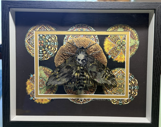Death's-Head Hawkmoth at Rest| Original Shadow Recycled Mixed Media Art