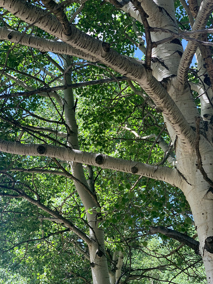 "Mueller's Aspens" - Colorado's Canopy with a Twist (PRINTS COMING SOON)