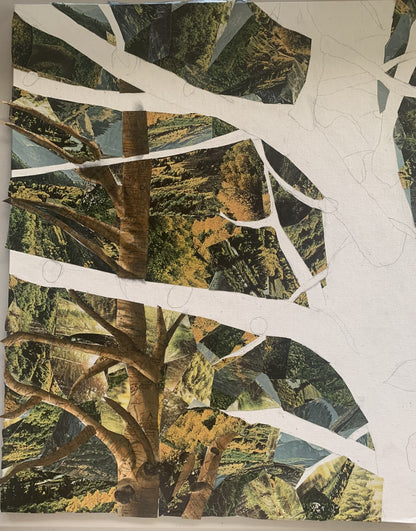"Mueller's Aspens" - Colorado's Canopy with a Twist (PRINTS COMING SOON)