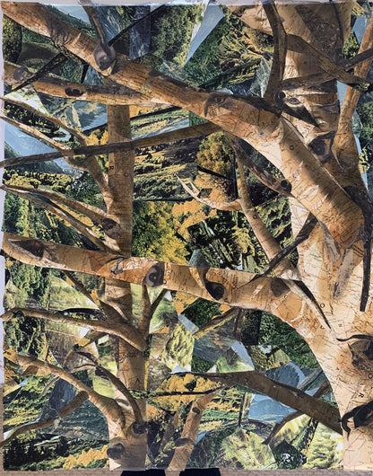 "Mueller's Aspens" - Colorado's Canopy with a Twist (PRINTS COMING SOON)