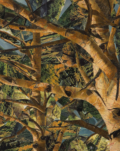 "Mueller's Aspens" - Colorado's Canopy with a Twist (PRINTS COMING SOON)